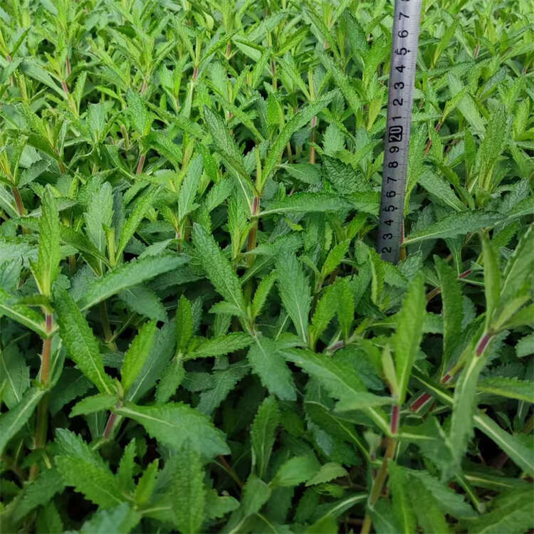 柳叶马鞭草基地 园林景观花海打造苗