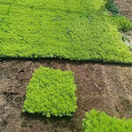 青州市金叶佛甲草方盘苗 佛甲草穴盘