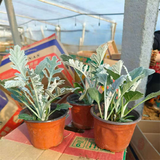青州市银叶菊 雪叶菊 银白色叶片 景区色块苗