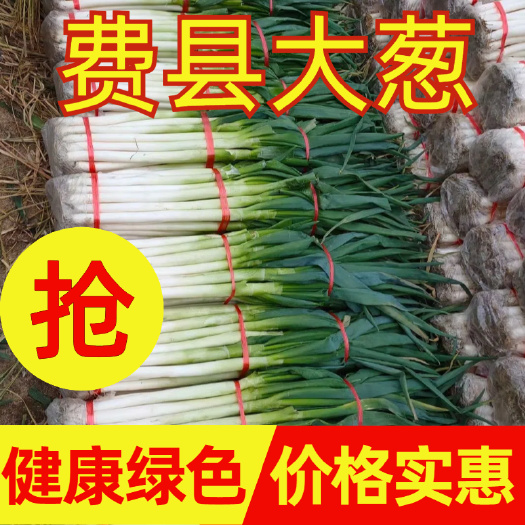 费县费县火爆精品大葱 电商市场超市
