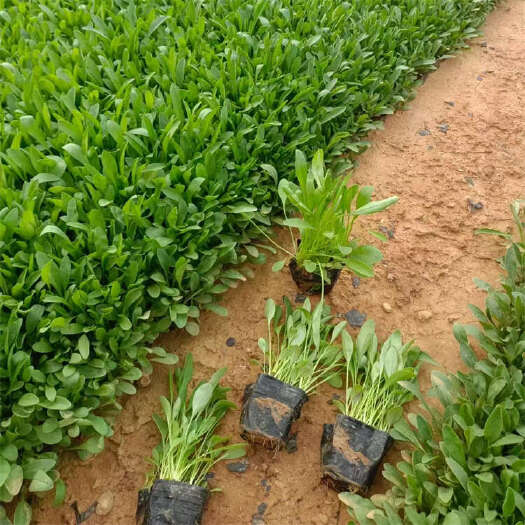 青州市大花金鸡菊杯苗 金鸡菊小苗批发 重瓣金鸡菊花苗