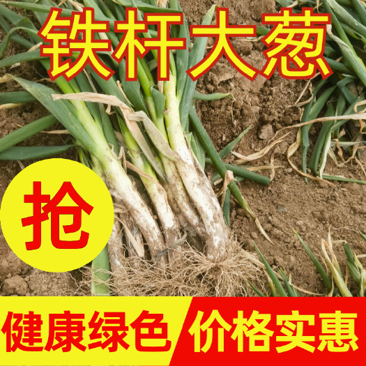 费县铁杆大葱   临沂费县火爆精品大葱 电商 超市 市场