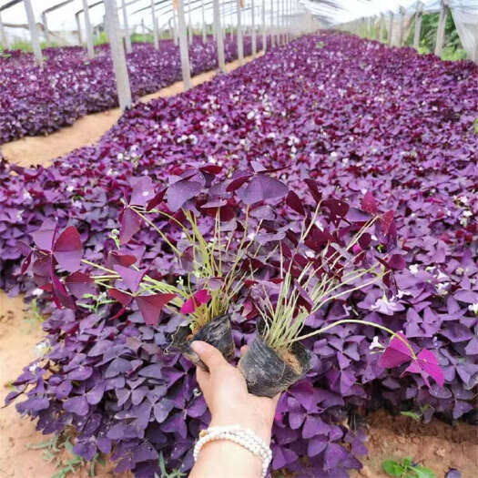 青州市酢浆草种植基地 紫叶酢浆草 绿叶红花酢浆草