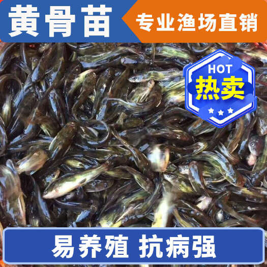 洪湖市湖北洪湖新鲜黄骨鱼苗提供技术指导服务