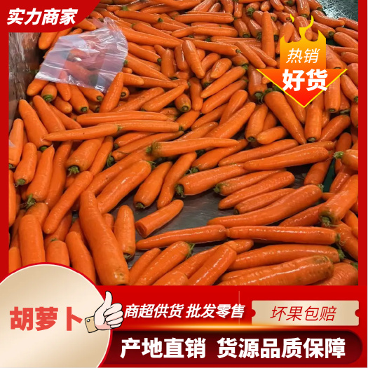 开封胡萝卜 新鲜货 商超供货 批发零售