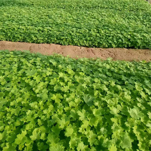 大花飞燕草批发 青州草花小苗 多年生宿根花苗