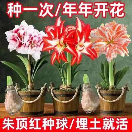 沭阳县多年生重瓣朱顶红种球球根盆栽室内阳台庭院耐寒盆栽花卉易活
