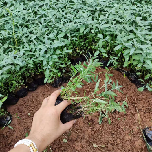 美丽月见草杯苗 月见草小苗价格 园林绿化工程苗月见草