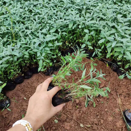 青州市美丽月见草杯苗 月见草小苗价格 园林绿化工程苗月见草