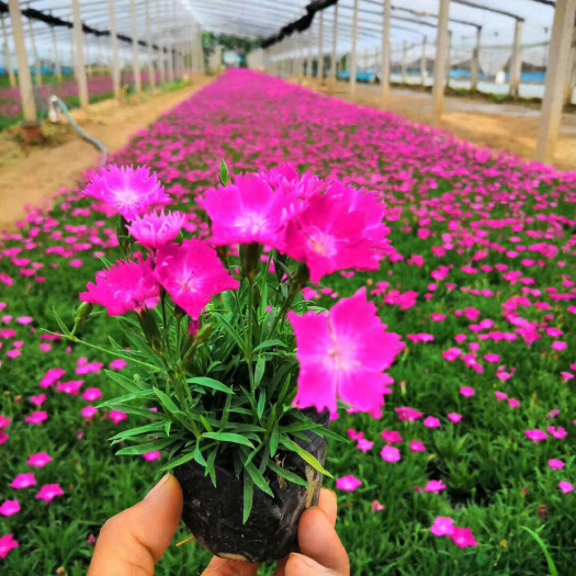 青州市欧石竹小苗基地批发花海花坛用苗