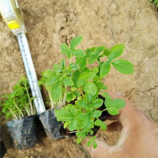 多年生杯苗醉蝶花批发 花色艳丽醉蝶花 青州醉蝶花种植