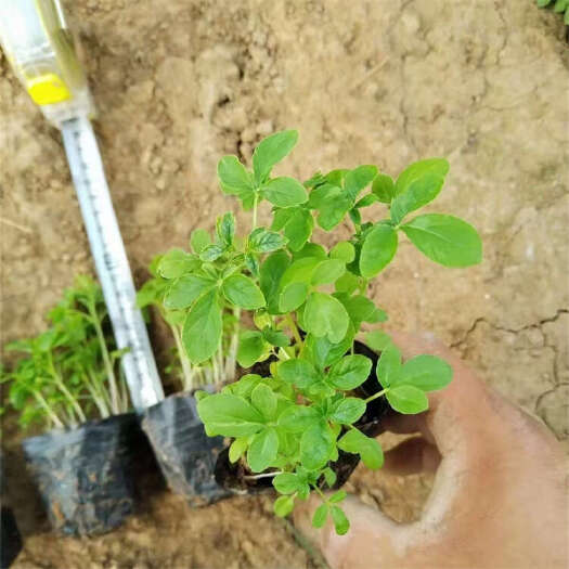 青州市多年生杯苗醉蝶花批发 花色艳丽醉蝶花 青州醉蝶花种植