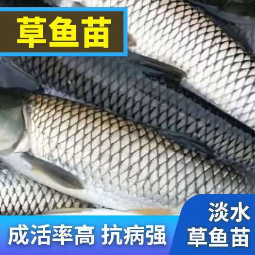 洪湖市草鱼大规格苗提供技术指导产地直销