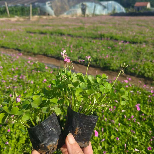 青州市红花酢浆草 紫叶醡浆草 榨浆草种植基地