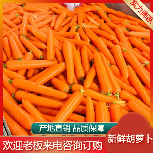 通许县河南新苗胡萝卜 基地种植 一手货源 品质保障