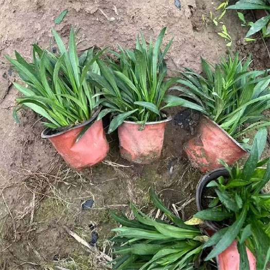青州市荷兰菊 柳叶菊 多年生菊花