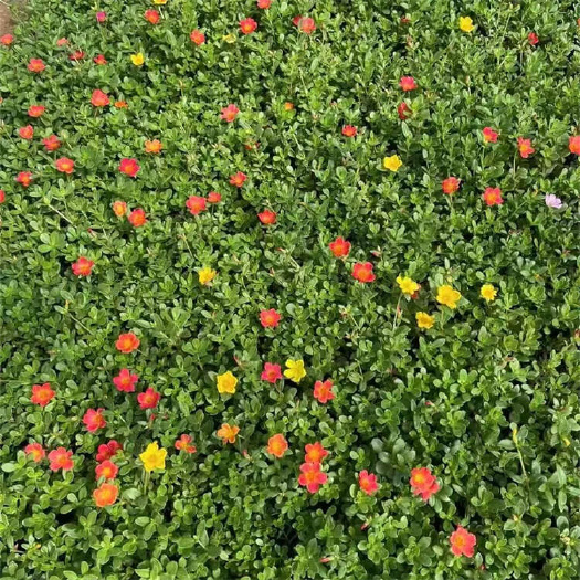 太阳花苗种植 大花马齿笕小苗批发 盆栽太阳花