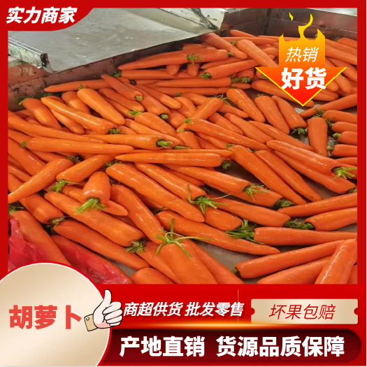 厦门福建316新鲜胡萝卜 商超供货 坏果包赔 产地直销