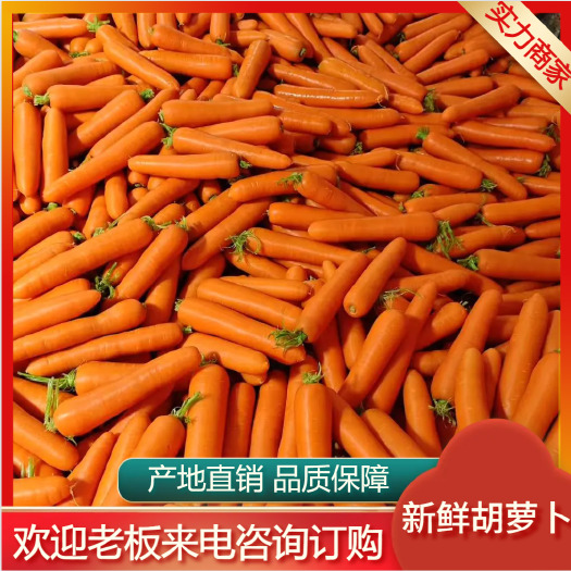 通许县开封新鲜胡萝卜 商超供货 坏果包赔 产地直销