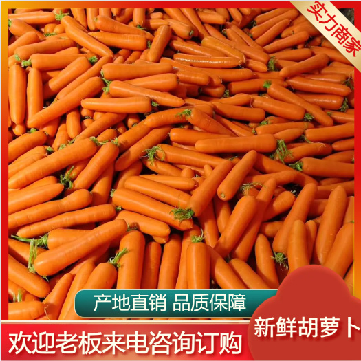 开封新鲜胡萝卜 商超供货 坏果包赔 产地直销