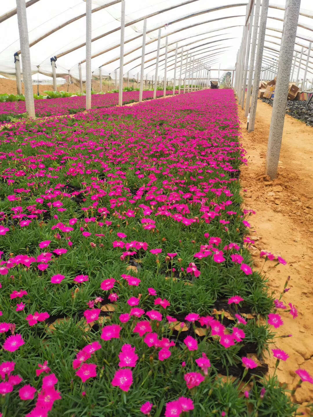 时令草花欧石竹批发基地