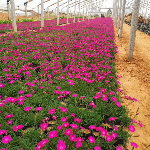 青州市时令草花欧石竹批发基地
