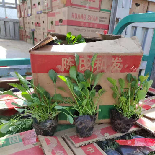 大滨菊 宿根菊花苗种植基地