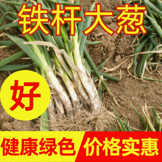费县山东临沂费县精品铁杆大葱  精品电商货  精品市场货