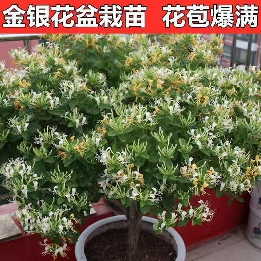沭阳县四季金银花树苗盆栽室内浓香花卉阳台庭院绿植盆景耐寒耐热易养活