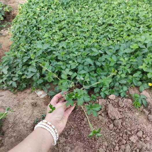 青州市三叶委陵菜 耐阴爬藤苗