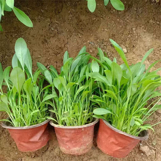 金鸡菊花苗种植批发 大花金鸡菊 耐阴耐旱宿根花卉