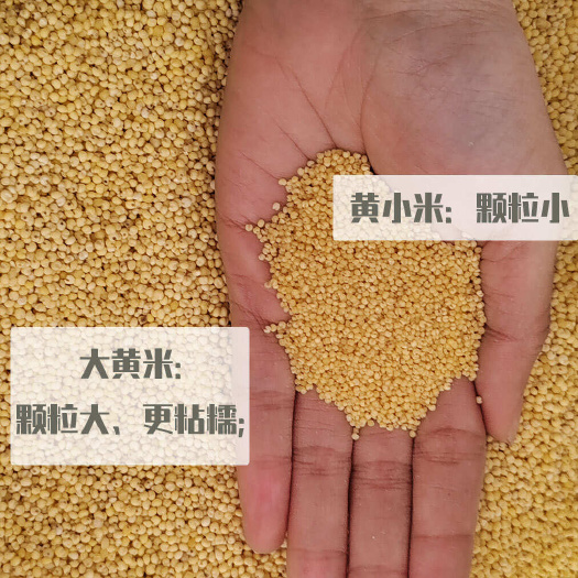 临沂一级大黄米新鲜优质的谷物选择 米面香醇