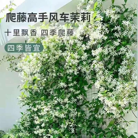 沭阳县风车茉莉爬藤盆栽银丝茉莉庭院阳台室外四季青芳香耐寒攀爬络石藤
