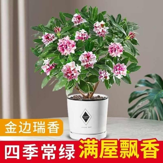 金边瑞香盆栽浓香型耐寒盆景绿植盆栽室内观花四季客厅开花盆景