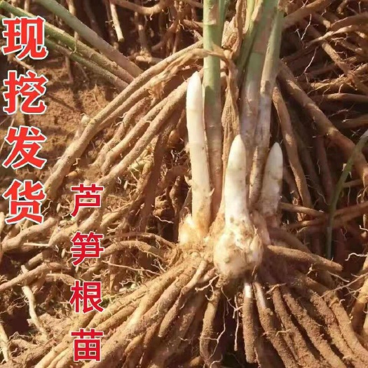沭阳县芦笋苗芦笋根苗芦笋蔬菜苗现挖根苗种根四季种植菜园花园田地阳台