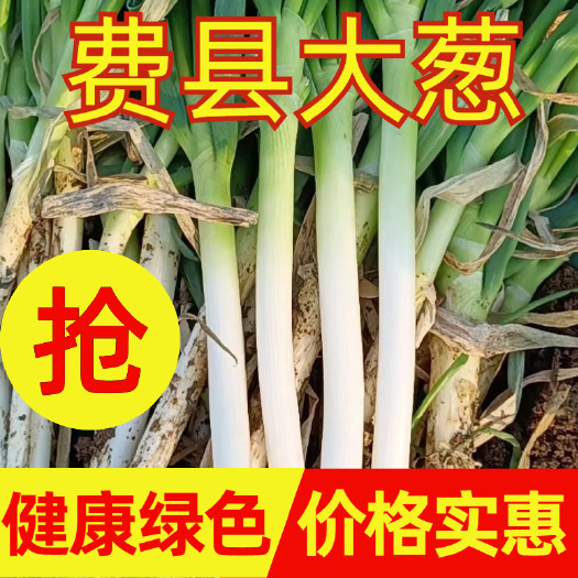 专业一件代发大葱   临沂费县火爆精品大葱