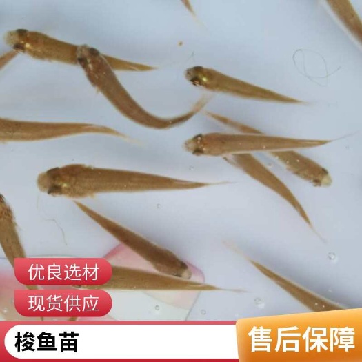 红眼尖鱼苗产地批发 肉质鲜嫩 骨刺少 经济价值高 空运全国