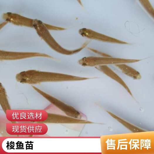 利津县红眼尖鱼苗产地批发 肉质鲜嫩 骨刺少 经济价值高 空运全国