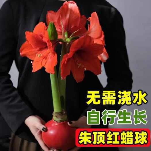 沭阳县蜡封朱顶红蜡球懒人植物新年创意伴手礼礼物
