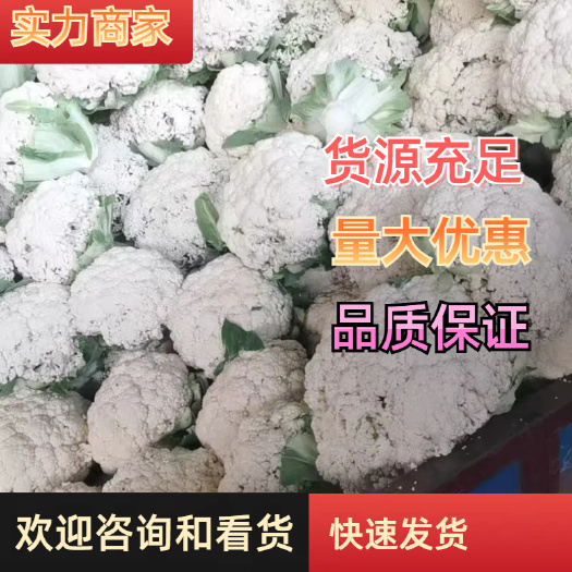 河南基地
新鲜松菜花 直供新鲜蔬菜