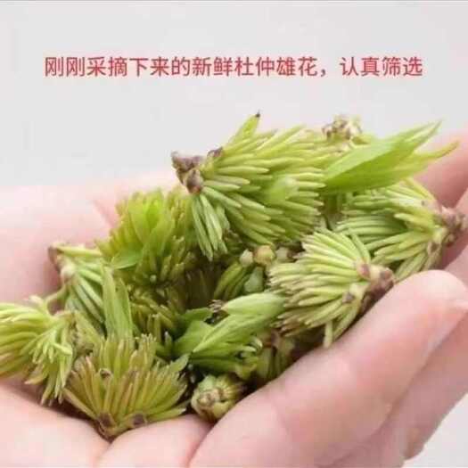 昆明杜仲雄花茶杜仲雄花蕊杜仲雄花批发