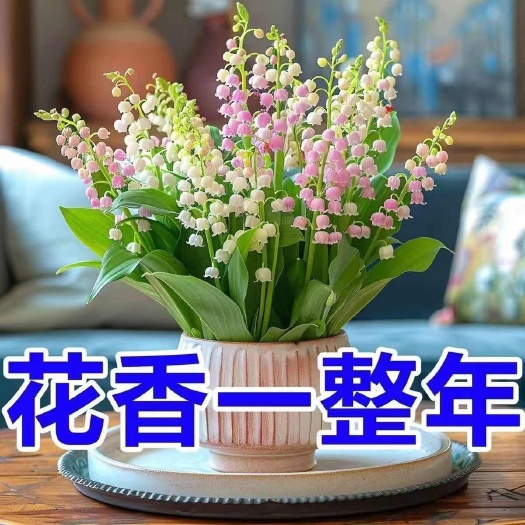 沭阳县铃兰花带芽带根室内阳台浓香型铃兰花盆栽耐寒好养花卉量大优惠