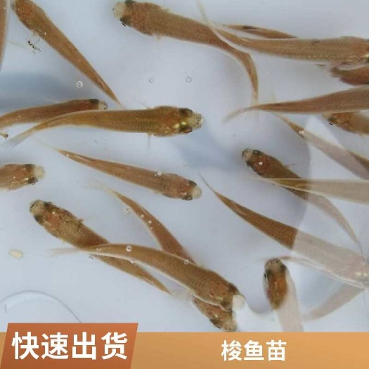 尖头鱼苗产地批发 骨刺少 生长速度快 肉质鲜嫩 空运全国