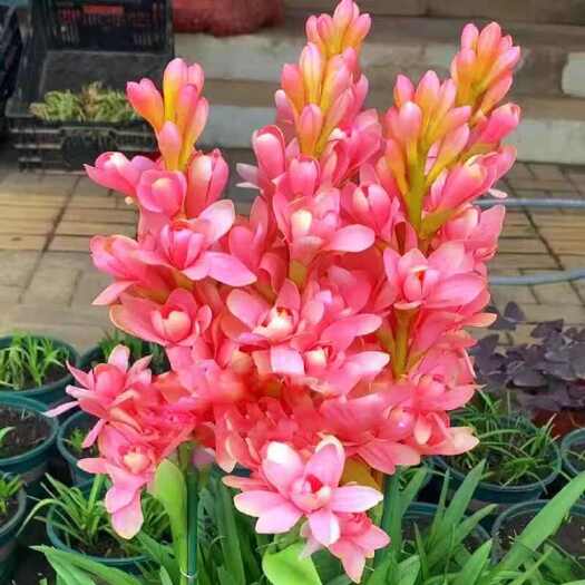 晚香玉种球夜来香花苗多头重瓣盆栽浓香型阳台庭院室外耐寒植物