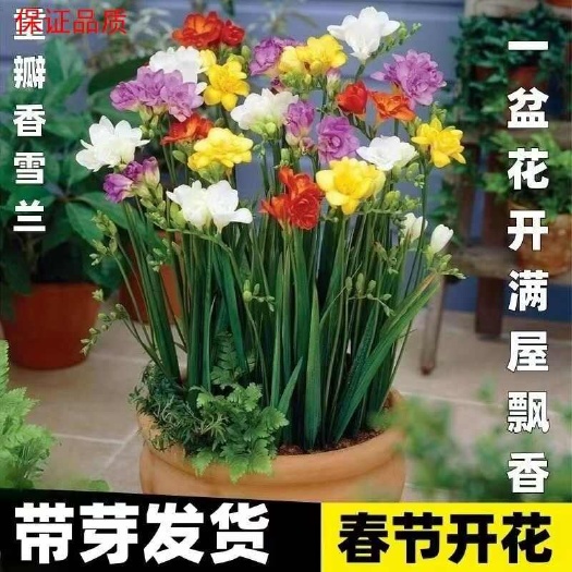 沭阳县耐寒香雪兰重瓣浓香型小苍兰盆栽种根四季开花室内庭院多年生花卉