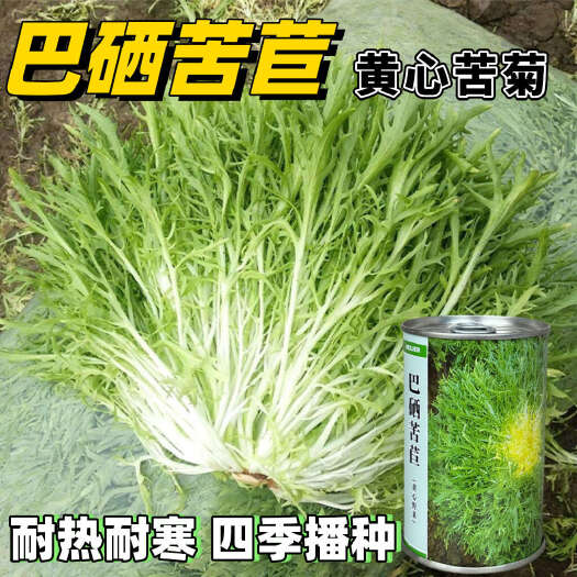 长沙巴硒苦苣种子黄心苦苣黄心野菜耐热耐寒四季播种