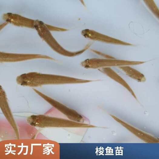 利津县尖头鱼苗产地批发 肉质鲜嫩 成活率高 生长速度快 支持空运