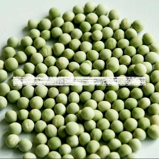 加拿大标准2号青豌豆