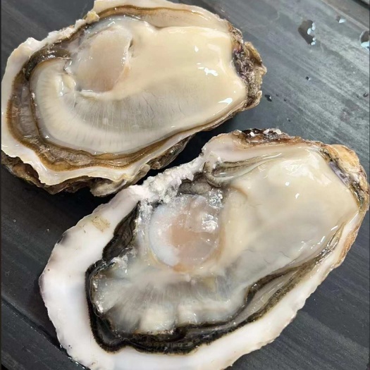 连云港三倍体生蚝薄壳精品连云港生蚝乳山生蚝牡蛎