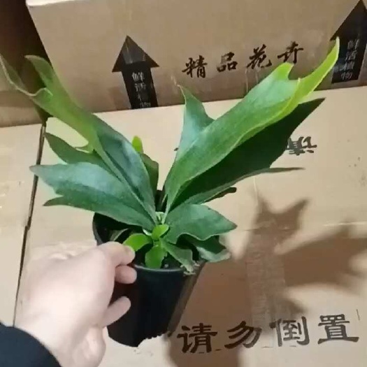 广州二岐鹿角蕨盆栽挂板定种植网红附生室内办公书房客厅观叶悬挂植物
